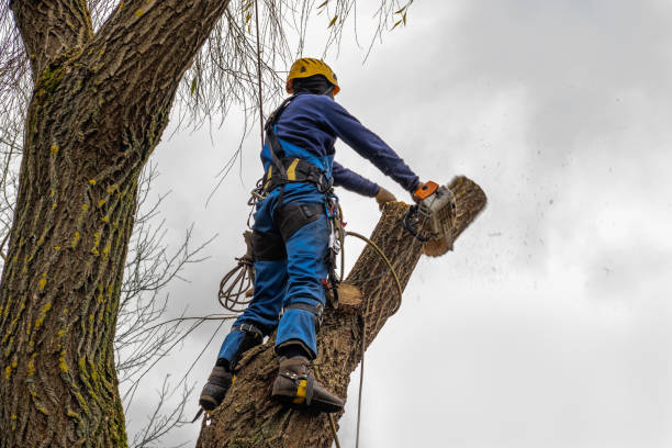 How Our Tree Care Process Works  in  Heron Bay, GA