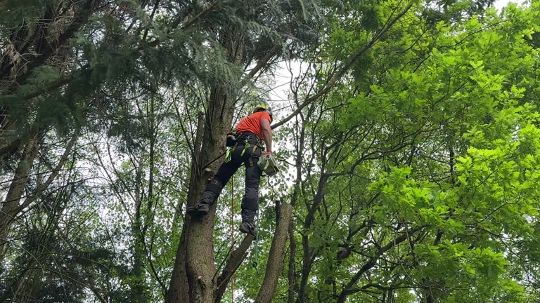 Reliable Heron Bay, GA Tree Removal Solutions