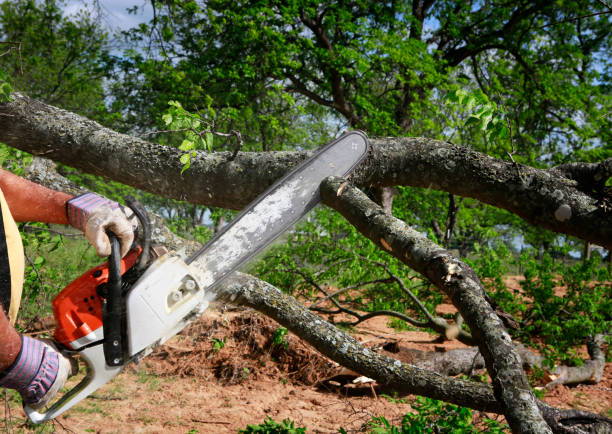 Best Storm Damage Tree Cleanup  in Heron Bay, GA